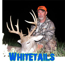 Whitetail Hunting